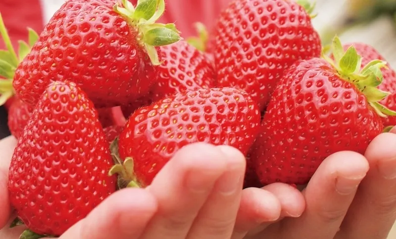 華やかで美しい見た目と鮮やかな赤色