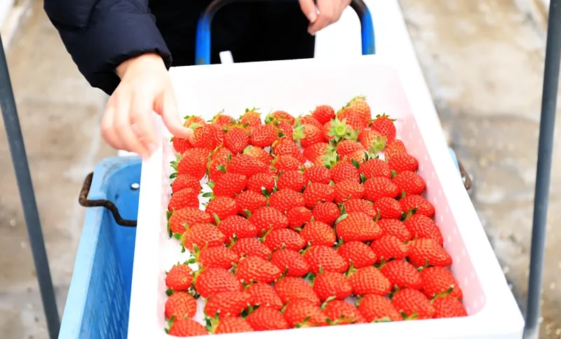 発送エリア・送料・納期