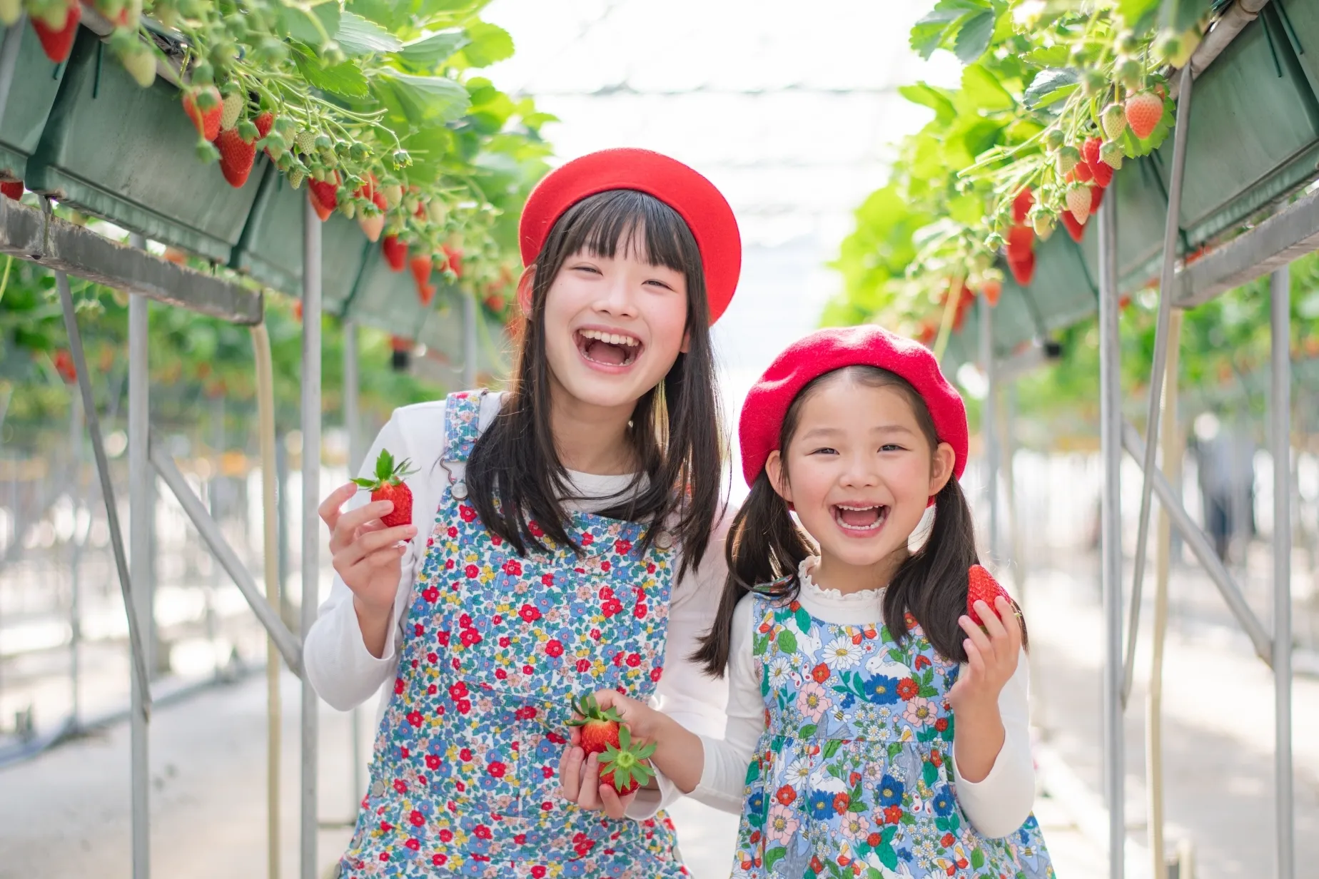 ご家庭や贈り物に、産地直送のいちごを