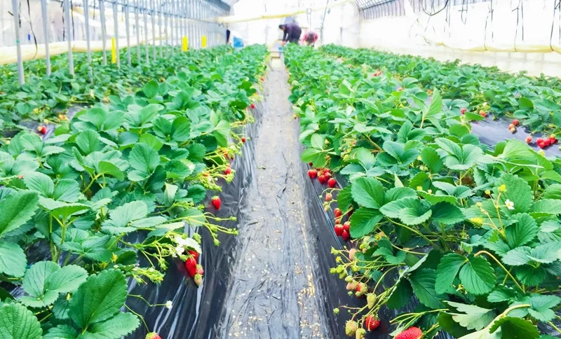 収穫時期と年間スケジュール