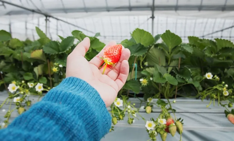 予約方法・開催期間・料金のご案内