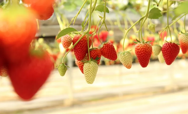 四季折々に変化する味と美しさ