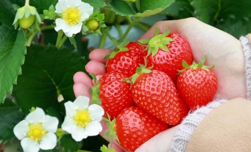 贈り物として選ばれる特別ないちご