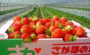 徹底した品質管理とこだわりの収穫基準