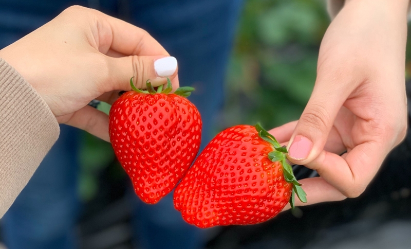 家族やカップルで楽しめる農園の魅力