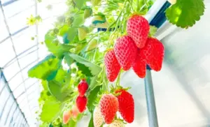 多くの人に愛される食べやすさ