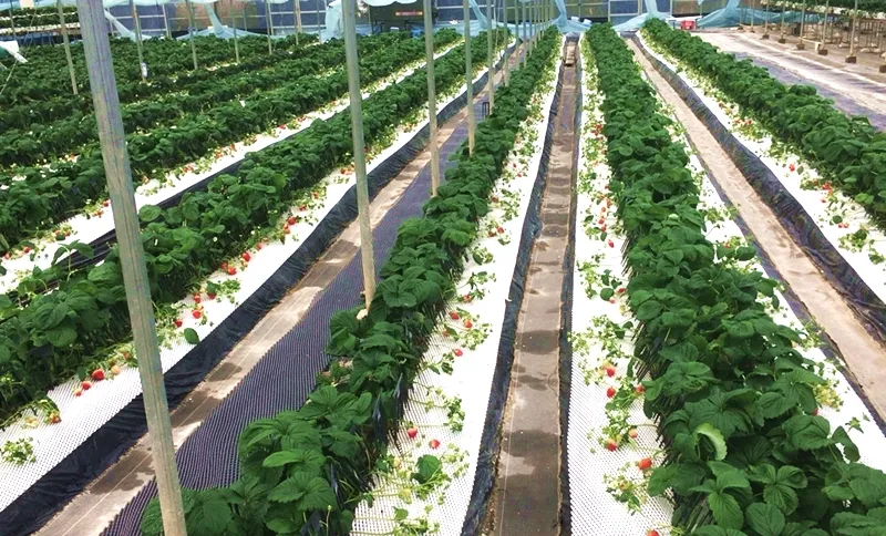 健やかな土づくりが育む深い味わい