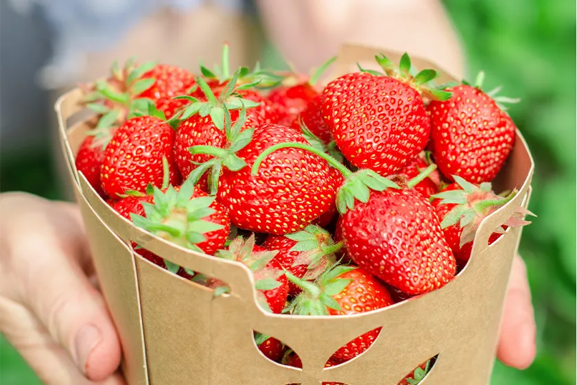 鹿児島の自然が育む「さがほのか」の魅力